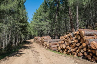 Des caisses et palettes en bois respectueuses de l&#39;environnement